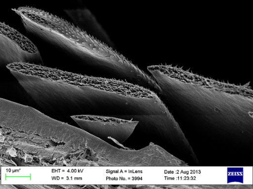 Dettagli delle scaglie del coleottero Cyphochilus visti al microscopio.