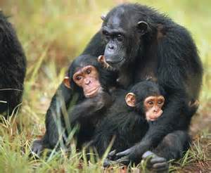 Mamma scimpanze` con due figli.