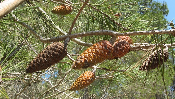 Pinus pinaster Aiton - Pinaceae - Pino marittimo