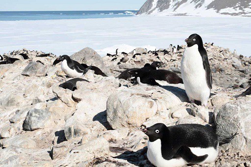 Pinguini fotografati in vicinanza della base Zuchelli.