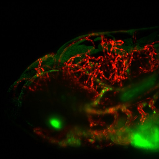 Immagine dell’albero vascolare (in rosso) di un embrione di pesce zebra utilizzato per studiare il processo di angiogenesi durante lo sviluppo embrionale. 