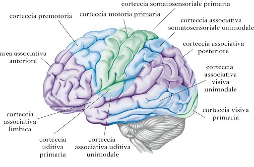 cervello_struttura-funzionale
