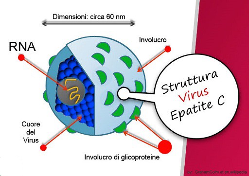 virus-epatite-C-1