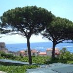Pinomarittimo