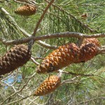 Pinus pinaster Aiton – Pinaceae – Pino marittimo