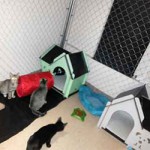 cats–houses-kenos-rescue