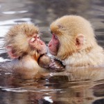 Japanese Macaques in Hot Springs