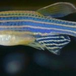 5 Zebrafish