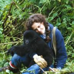 Gorilla nella nebbia