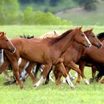 flicka