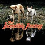 incredible journey