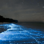 bioluminescence mosquito bay