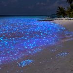 vaadhoo island bioluminescenza