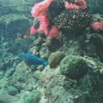 ACQUARIO DI GENOVA FONDALE