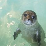 ACQUARIO GENOVA CUCCIOLO DI FOCA