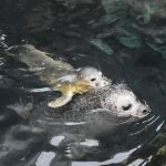 baby seal & Tethy