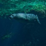 foca acquario