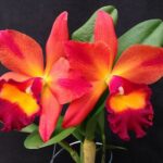 CATTLEYA ORCHIDS