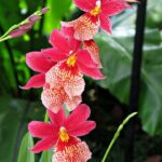 MILTONIOPSIS ORCHIDS