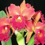 ORCHIDEA CATTLEYA