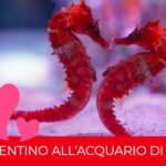 Cavallucci marini all’Acquario di Genova