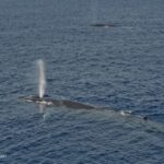 Balene in mare aperto Genova C-Way Tour