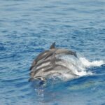 Delfini nel mare di Genova C-Way Tour