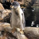 Pinguini Papua e Magellano all’Acquario di Genova