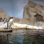 Pinguini all’Acquario di Genova