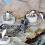 Corteggiamento pinguini Papua all’Acquario di Genova