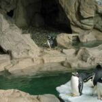 Pinguini all’Acquario di Genova