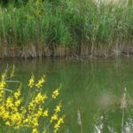 L’ambiente naturale della tartaruga palustre Emys