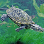Tartaruga Emys orbicularis ©Giuseppe Mazza