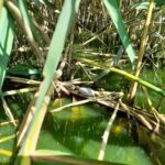 Tartarughina Emys nel suo ambiente palustre